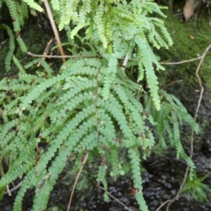 Gleichenia sp. at Royal National Park, NSW - suppressed