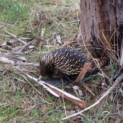 Tachyglossus aculeatus (Short-beaked Echidna) at Cook, ACT - 25 Jul 2024 by CathB