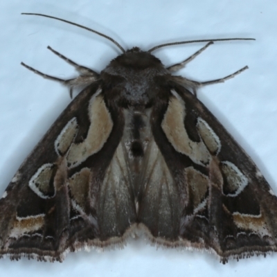 Cosmodes elegans (Green Blotched Moth) at Rosedale, NSW - 20 Jul 2024 by jb2602