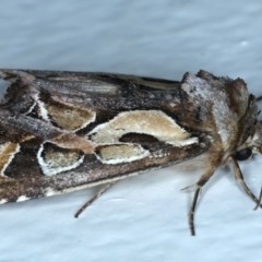 Cosmodes elegans at Rosedale, NSW - 20 Jul 2024 09:17 PM