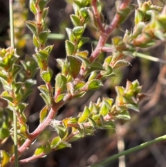 Pultenaea procumbens (Bush Pea) at Burra, NSW - 27 Jul 2024 by JaneR