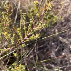 Pultenaea procumbens at Burra, NSW - 27 Jul 2024 03:06 PM