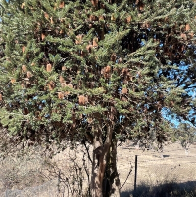 Banksia marginata (Silver Banksia) at Burra, NSW - 27 Jul 2024 by JaneR