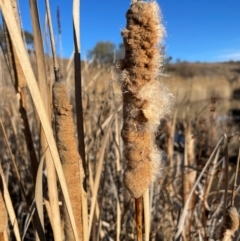 Typha domingensis (Bullrush) at Burra, NSW - 27 Jul 2024 by JaneR