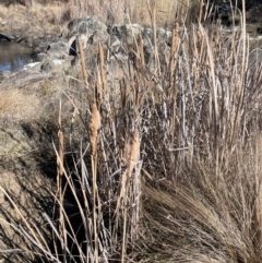 Typha domingensis at Burra, NSW - 27 Jul 2024