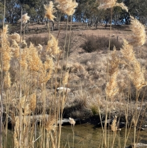 Phragmites australis at Burra, NSW - 27 Jul 2024