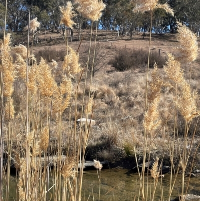 Phragmites australis (Common Reed) at Burra, NSW - 27 Jul 2024 by JaneR