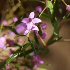 Boronia ledifolia at Mittagong, NSW - suppressed