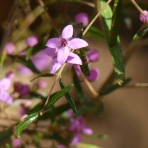 Boronia ledifolia at Mittagong, NSW - suppressed