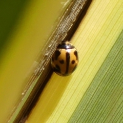 Coelophora inaequalis (Variable Ladybird beetle) at Braemar, NSW - 25 Jul 2024 by Curiosity