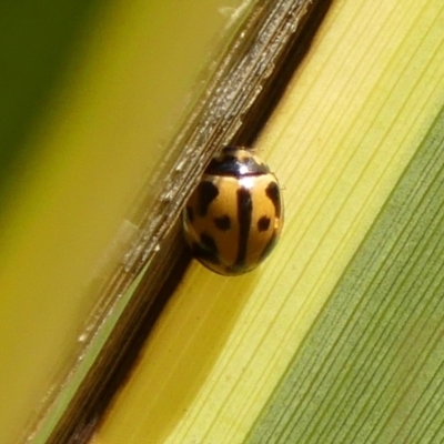 Coelophora inaequalis (Variable Ladybird beetle) at Braemar, NSW - 26 Jul 2024 by Curiosity