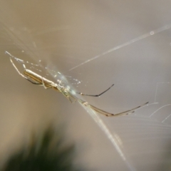 Tetragnatha sp. (genus) (Long-jawed spider) at Braemar, NSW - 26 Jul 2024 by Curiosity