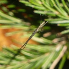 Tetragnatha sp. (genus) at Braemar, NSW - 26 Jul 2024 02:27 PM