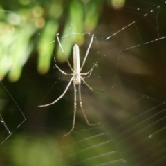 Tetragnatha sp. (genus) at Braemar, NSW - 26 Jul 2024 02:27 PM