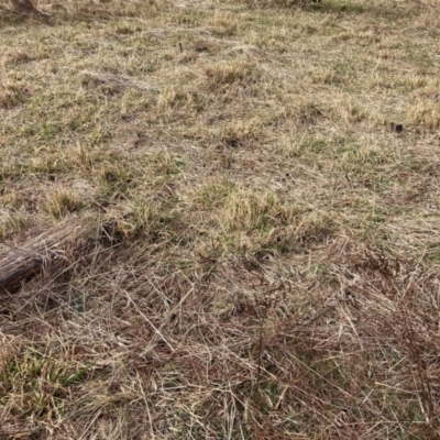 Phalaris aquatica (Phalaris, Australian Canary Grass) at Watson, ACT - 22 Jul 2024 by waltraud