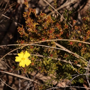 Hibbertia calycina at Bruce, ACT - 27 Jul 2024 12:13 PM