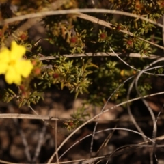 Hibbertia calycina at Bruce, ACT - 27 Jul 2024 12:13 PM