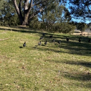 Fulica atra at Greenway, ACT - 26 Jul 2024 10:57 AM