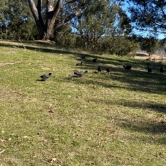 Fulica atra at Greenway, ACT - 26 Jul 2024