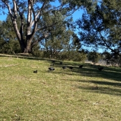 Fulica atra at Greenway, ACT - 26 Jul 2024 10:57 AM