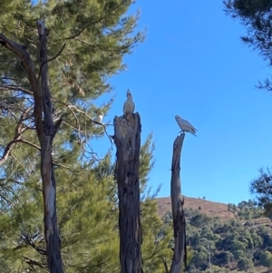 Cacatua sanguinea at Greenway, ACT - 26 Jul 2024