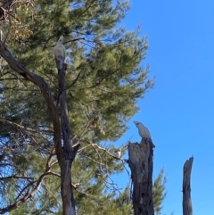 Cacatua sanguinea at Greenway, ACT - 26 Jul 2024