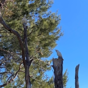 Cacatua sanguinea at Greenway, ACT - 26 Jul 2024