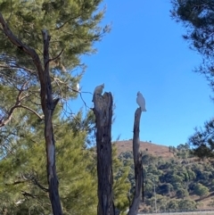 Cacatua sanguinea at Greenway, ACT - 26 Jul 2024