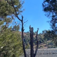 Cacatua sanguinea at Greenway, ACT - 26 Jul 2024