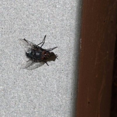 Calliphora sp. (genus) at Lyons, ACT - 26 Jul 2024 by ran452