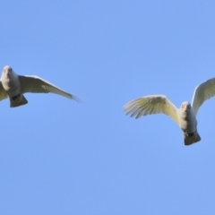 Cacatua sanguinea (Little Corella) at Tahmoor, NSW - 24 Jul 2024 by Freebird