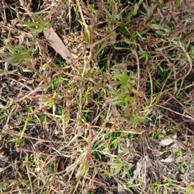 Centipeda cunninghamii (Common Sneezeweed) at Watson, ACT - 22 Jul 2024 by MPW