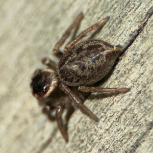 Maratus griseus at Cardiff, NSW - 28 Jul 2024