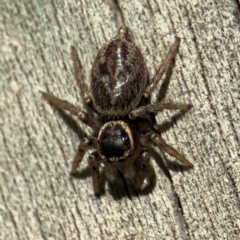 Maratus griseus at Cardiff, NSW - 28 Jul 2024