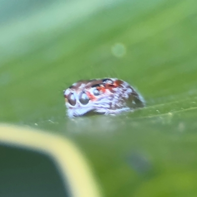 Opisthoncus sp. (genus) (Opisthoncus jumping spider) at Cardiff, NSW - 28 Jul 2024 by Hejor1