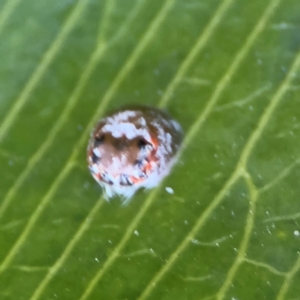 Opisthoncus sp. (genus) at Cardiff, NSW - 28 Jul 2024 09:12 AM