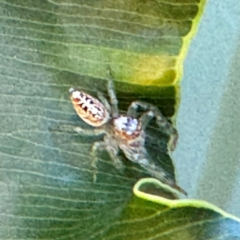 Opisthoncus sp. (genus) at Cardiff, NSW - 28 Jul 2024 09:12 AM