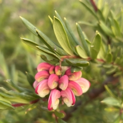 Grevillea (genus) (Grevillea) at Ainslie, ACT - 10 Jul 2024 by Clarel