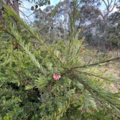 Grevillea sp. at Ainslie, ACT - 10 Jul 2024