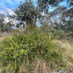 Grevillea sp. at Ainslie, ACT - 10 Jul 2024