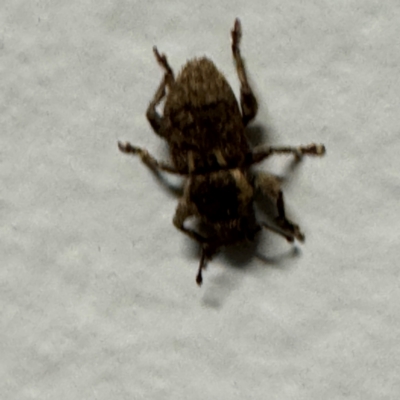 Curculionidae (family) (Unidentified weevil) at Cardiff, NSW - 27 Jul 2024 by Hejor1