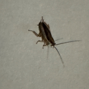 Ectoneura sp. (genus) at Cardiff, NSW - 27 Jul 2024 09:04 PM