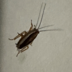 Ectoneura sp. (genus) at Cardiff, NSW - 27 Jul 2024 09:04 PM