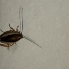 Ectoneura sp. (genus) at Cardiff, NSW - 27 Jul 2024 09:04 PM