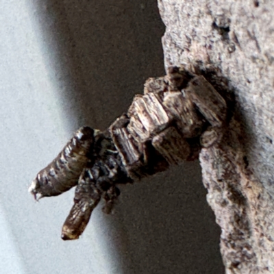 Lepidoscia lainodes (A Case moth (Psychidae)) at Cardiff, NSW - 28 Jul 2024 by Hejor1