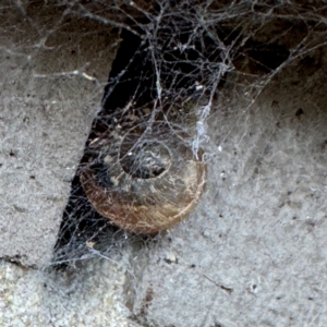 Cornu aspersum at Cardiff, NSW - 28 Jul 2024 07:57 AM