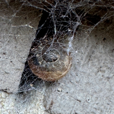 Cornu aspersum (Common Garden Snail) at Cardiff, NSW - 27 Jul 2024 by Hejor1