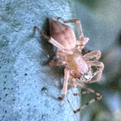 Cheiracanthium sp. (genus) at Cardiff, NSW - 28 Jul 2024 by Hejor1