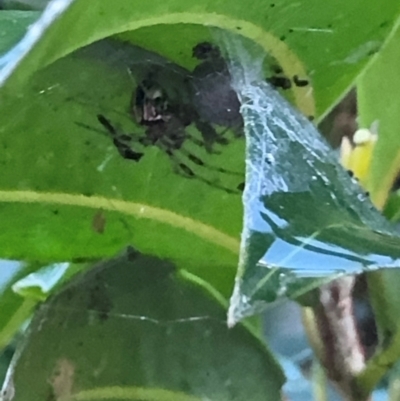 Theridion pyramidale at Cardiff, NSW - 28 Jul 2024 by Hejor1