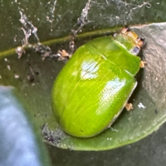 Paropsides calypso (Lilly Pilly Leaf Beetle) at Cardiff, NSW - 28 Jul 2024 by Hejor1